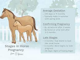 Symptoms And Stages Of Pregnancy In Horses