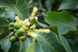 Image result for Canarium