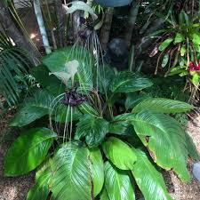 The bat flower is a plant for practiced gardeners. White Bat Plant Indoor Plant Addicts