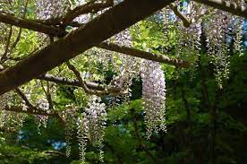 Wisteria Arbor Japanese Garden Portland Japanese Garden Spring In The Garden