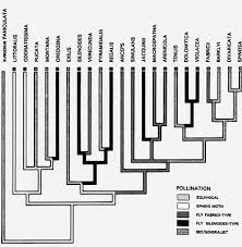 Image result for Lapeirousia littoralis