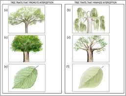 Image result for Canthium oligocarpum