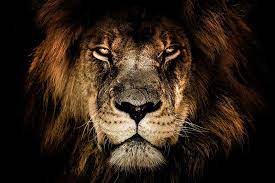 Download hd lion photos for free on unsplash. Fabula Lion Fotokunst Auf Plexiglas Und Dibond Xiart