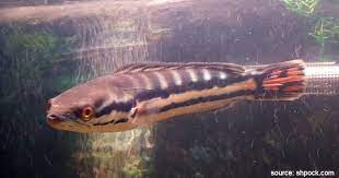 Ikan predator air tawar asli indonesia ini dapat tumbuh hingga 65 cm, maka siapkan akuarium yang besar untuk memeliharanya. 10 Ikan Predator Untuk Peliharaan Garang Tapi Menawan