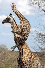 Maybe you would like to learn more about one of these? Tongue Twister 34 Distance5 The Vibrant Channeled Creator