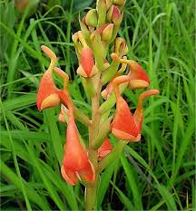 Image result for Schizochilus lepidus