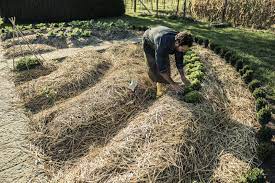 Hay will not give you a dry layer of cover that is pleasing to look at, but it is a great mulch for growing flowers and vegetables, and you'll get a fantastic yield. Mulching Veggie Beds How And When To Add Mulch In Vegetable Gardens