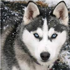 5d Diy Mavi Gozlu Husky Kopek Kare Elmas Boyama Tam Matkap Elmas Nakis Boya Elmas Ev Dekor Resim Aa1251 Elmas Boyama Capraz Dikis Aliexpress