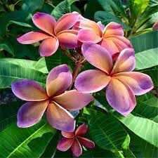 Pin On Flowers
