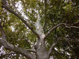 Platan is a brand of beer produced since 1598 in the czech town of protivín, south bohemia. Platan Picture Of The Lower Church From 1718 Sremski Karlovci Tripadvisor