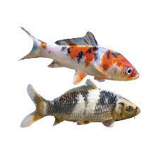 For deceased pet fish, inedible caught fish or other uneaten fish, choose a method that is convenient and environmentally friendly. Koi Fish For Sale Live Pet Fish Petsmart
