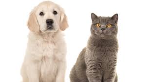 Quiz Are You Actually A Cat Or A Dog Based On Your Taste In Music Classic Fm