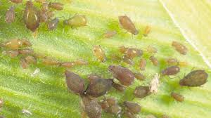 Here's how to get rid of fungus gnats. Stay On Your A Game To Conquer Corn Leaf Aphid Growing Produce