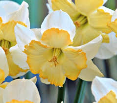 Narcissus That S Life Daffodil White Flower Farm Daffodil Flower Daffodil Bulbs