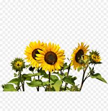 Free Free 68 White Sunflower Clipart Png SVG PNG EPS DXF File