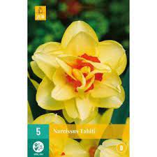 Su peragashop ti aspettano tantissime piante stagionali e bulbi da fiore primaverili e autunnali. Bulbi Di Narciso A Fiore Doppio Gardenstuff
