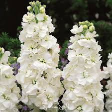 Image result for Matthiola