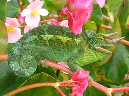 Yixiao dong, first author of the new study and a doctoral student in salaita's lab, suggested tweaking this formula by creating a hydrogel. Chameleon Facts For Kids How Do Chameleons Change Color