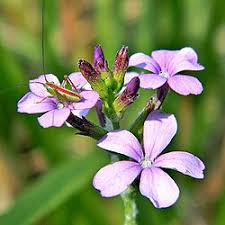 Image result for Buchnera chimanimaniensis