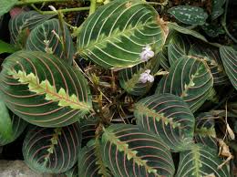 Image result for Marantaceae