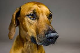 If an older dog has a seizure it could have a brain tumor. How Does A Brain Tumor Kill A Dog