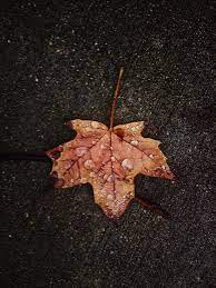 My Favorite Leaf Leaves Fallleaves Wallpaperiphone Fallphotography Autumn Dark Rainphotography Autumn Photography Rain Photography Autumn Leaves