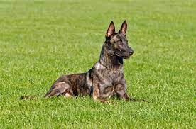 Dutch shepherds with long hair, on the other hand, need to be brushed weekly. Dutch Shepherd Dog Breed Information And Pictures Petguide