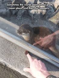 27 Amusing Animal Memes That Are Too Cute For This World Funny Animal Pictures Cute Baby Animals Cute Little Animals