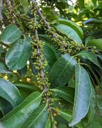 Image result for Cassipourea