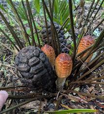 Image result for Ottelia kunenensis