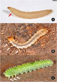 Succulents for the most part are not bothered by common insects, but there are those that are extremely harmful and can cause more than an annoyance but can actually kill your beloved plants. Diptera Bugwoodwiki