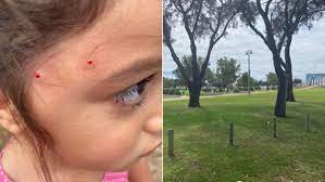 This magpie swoops everyone every time, one man said, adding the bird would frequently attack kids and adults. Aggressive Magpie Swoops Young Girl On Mandurah Foreshore Mandurah Mail Mandurah Wa