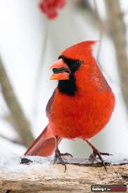 Cardinal Wives Tales Say That If One Makes A Wish Before The Red Bird Flies That Wish Will Indeed Come True Bird Great Backyard Bird Count Christmas Bird