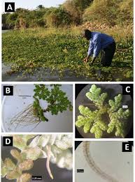 Image result for Azolla filiculoides