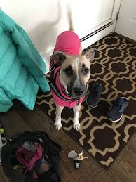This french bulldog puppy guide will show you everything a new french bulldog parent needs to know and prepare for. French Bulldog Puppies Joplin Mo Review At Puppies Www Addlab Aalto Fi