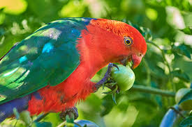Larry nemetz, dvm, of the the bird clinic in orange, california, does not recommend, at any time, feeding birds raw tomatoes (including cherry tomatoes) because of their acidity. Parrot Central Parrots And Tomatoes Our Wild King Facebook