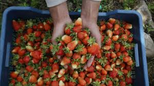 Bitsport blockchain platform bridges gaming and defi, btp token presale is now on. Pandemic Makes Europe S Economies Hungry For Romania S Strawberry Pickers Balkan Insight