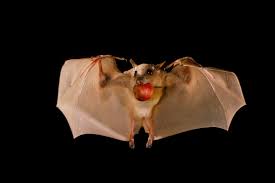 Ternyata cukup banyak mamalia yang lebih 'luwes' dalam mengatur suhu tubuhnya. Nasib Kelelawar Mampu Bertahan Dari Berbagai Virus Tetapi Tidak Dari Manusia Mongabay Co Id Mongabay Co Id