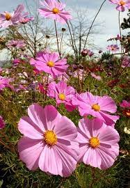 Cosmos Flowers Blooms Wild In The Inland Of South Africa Blooms Beginning Of Autumn Cosmos Flowers Wallpaper Nature Flowers Flowers Photography