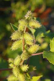Pin On Language Of Flowers