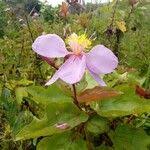 Image result for Clappertonia ficifolia