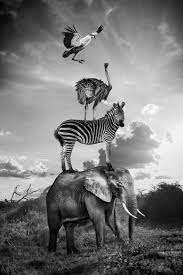 Surreal Scenes Of African Animals Playfully Living Life Surreal Scenes African Animals Animals