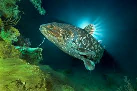 Image result for Coelachne africana