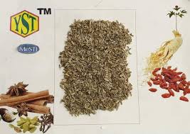 சீரகம், சோம்பு, எழுத்து, மோதிர விரல், சீரகம் தூள், நீரிழிவு நோய். Jintan Manis Yiensang