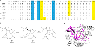 Differential Active Site Requirements For Ndm 1 Lactamase