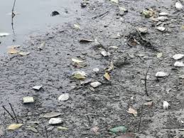 Pencemaran sungai diduga tercemar limbah pabrik, ratusan ikan di sungai elo mati. Ribuan Ikan Mati Di Sungai Perai
