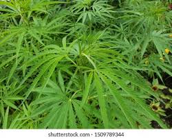 Image result for Cannabaceae