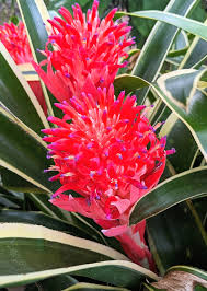 Image result for Berlinia orientalis