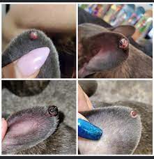 Histiocytoma Dog Wikipedia