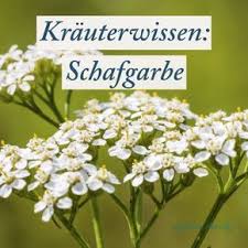 Schafgarbe Findest Du In Fast Jedem Garten Und Es Ist Ein So Vielseitiges Heilkraut Wobei Es Helfen Kann Rezepti Schafgarbe Krauterpflanzen Krauter Pflanzen
